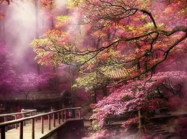 用酸奶浇花好吗？游戏画面